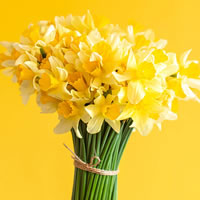 Daffodil Day (august 25th)