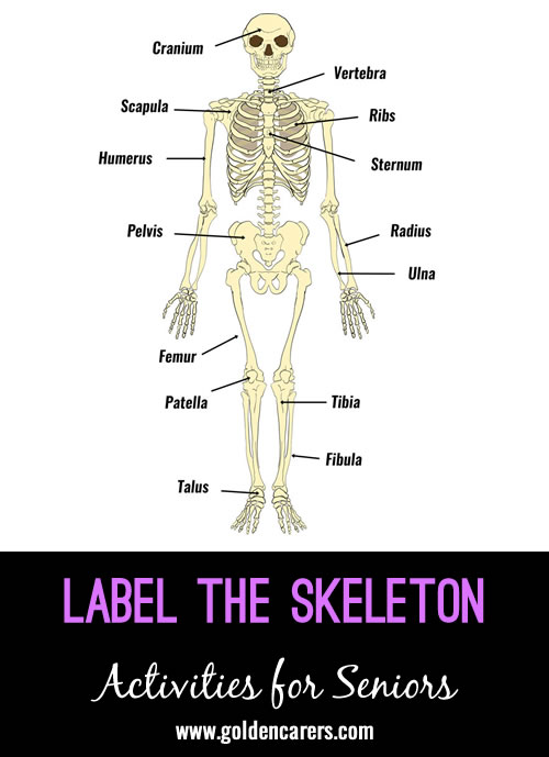 Label the Skeleton