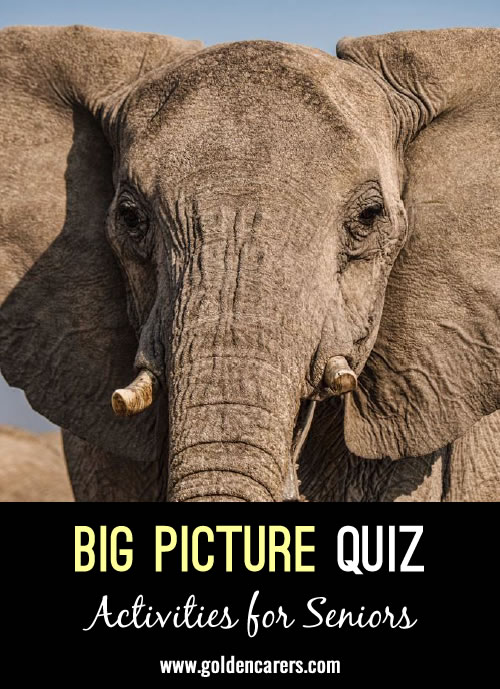 In this quiz, there are 3 photos of the same thing.  The residents have to guess what it is before we get to the Big Picture 