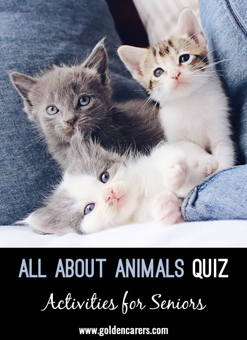 A fun quiz all about animals!