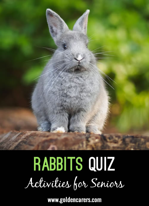 Here is a rabbit-themed quiz to enjoy!
