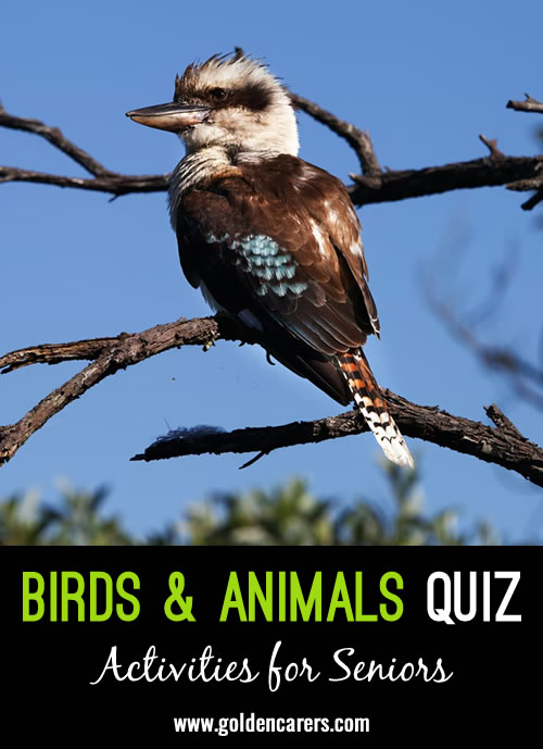 Here is a bird and animals themed quiz to enjoy~