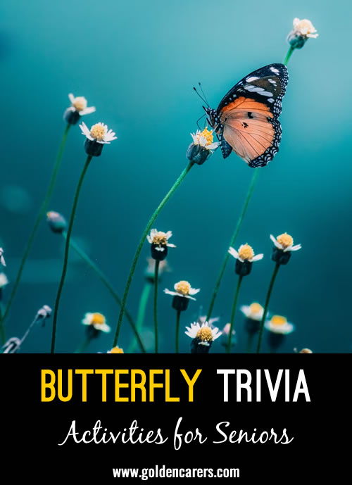 Random and interesting butterfly trivia with images.