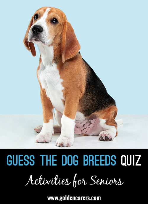 Have fun guessing different breeds of dogs. Use the opportunity to talk about dogs your residents have owned or have always wanted to own.