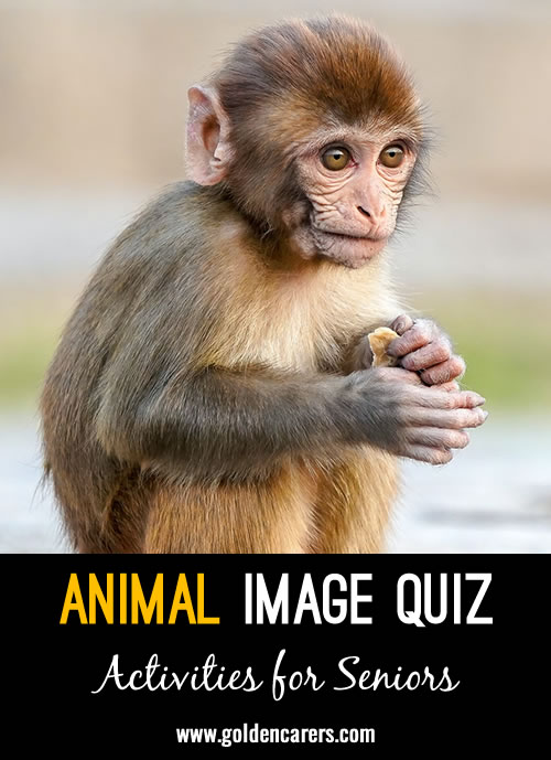 Ideal for residents who need a visual clue, this animal image quiz is fun and easy.