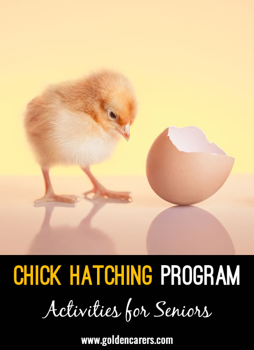In our facility, we hosted a 10-day Chick Hatching Program, offering an educational and therapeutic experience for our residents.