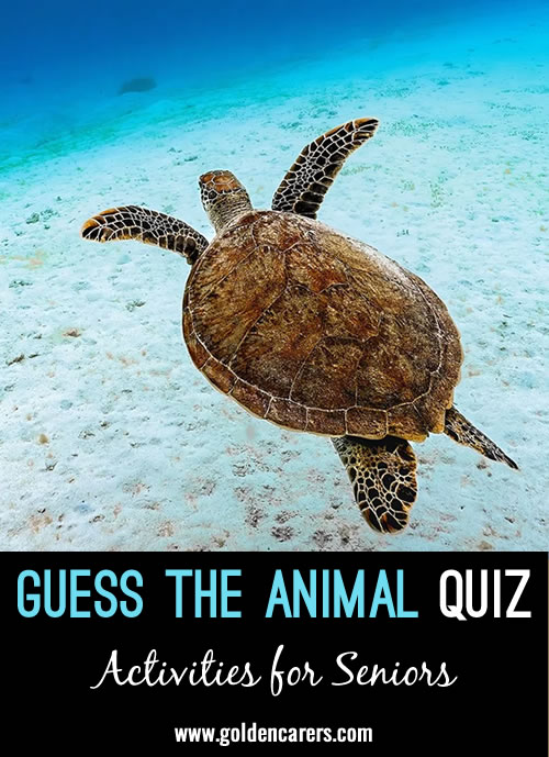 Here is a guess the animal visual quiz featuring well-known animals that is suitable for memory care. This is a fun activity to run using the image reveal feature.