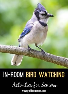In-Room Bird Watching