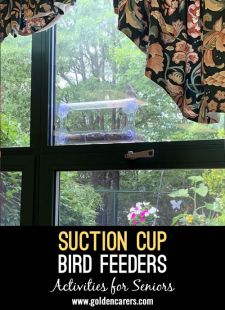 Suction Cup Bird & Humming Bird Feeders