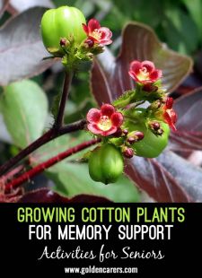 Growing Cotton Plants for Memory Support