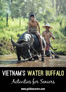Trivia: Vietnam's Water Buffalo