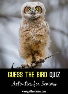 Guess the Bird Quiz