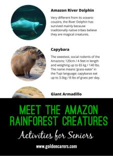 Meet the Amazon Rainforest Creatures