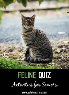 Feline Quiz
