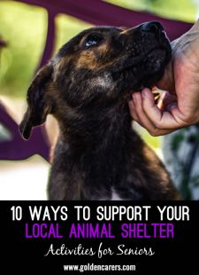10 Ways to Support Your Local Animal Shelter