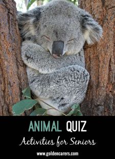 Animal Quiz 2