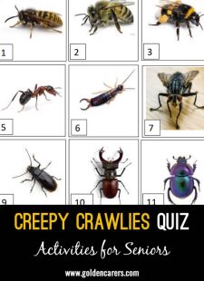 Creepy Crawlies Picture Quiz 