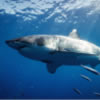 Shark Bingo