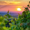 Australian Wine Quiz