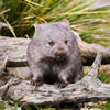 Tasmanian Quiz