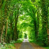 The Green Quiz