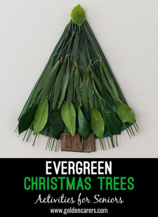 Evergreen Christmas Trees 