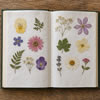 Pressed Flowers & Leaves