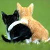 Poems for International Friendship Day