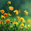 Weather Station Activities for Seniors