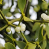 Trivia: Kissing Under the Mistletoe