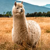 Name the Animal Quiz 2