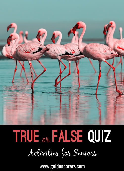 True or False Quiz - Easy