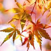 Autumn Poems