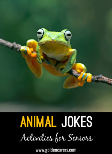 Animal Jokes