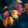 Fall Quiz