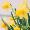4 Ways Celebrate Saint David's Day