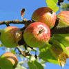 An Orchard of Trivia