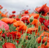 10 Activities to Celebrate Victory in Europe Day