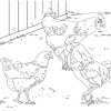 Chickens And Rooster Coloring