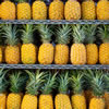 17 Fun Facts about Hawaii