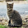 Feline Quiz