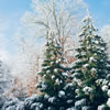 Short Story: How the Grinch Stole Christmas