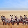 Animal Groups Quiz
