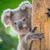 Aussie Animals Matching Game for Memory Care