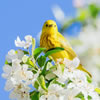 Easter Poems