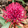 Australian Garden Quiz