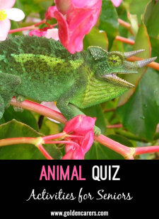 Animal Quiz 3