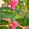 Animal Quiz 3