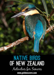 Native Birds of New Zealand