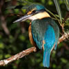 Native Birds of New Zealand